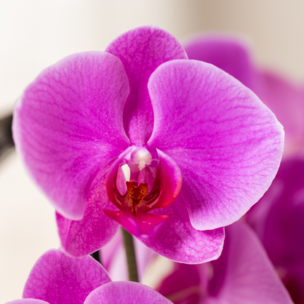 Kolibri Orchids | Paarse Freeride Niagara Falls orchidee + Poppy White sierpot – Ø12cm | bloeiende kamerplant