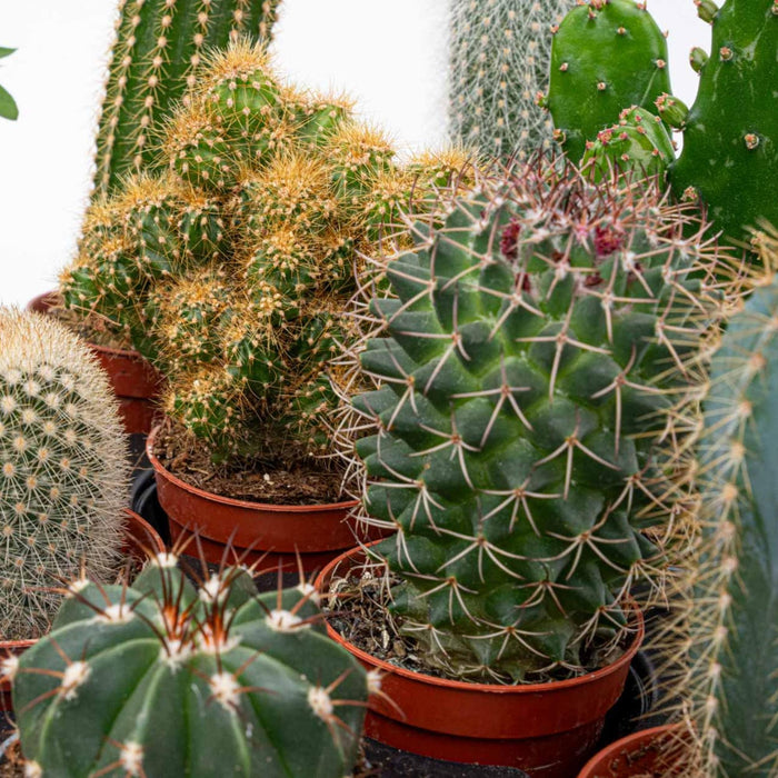 Cactus Set of 6 in Ceramic Mini Pots Madrid - ↕8–12cm