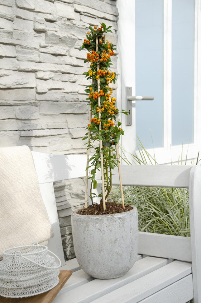 Pyracantha 'Orange Glow' - Vuurdoorn - ↕65cm - Ø15cm - 4x