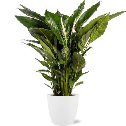 Spathiphyllum Sweet Sebastiano - Lepelplant - ↕110cm - Ø24cm + Pot Brussels D25x23cm - Wit