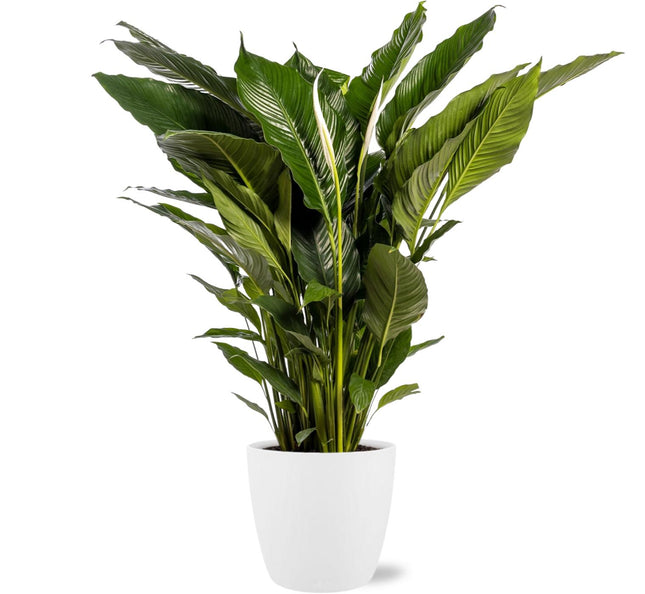 Spathiphyllum Sweet Sebastiano - Fredslilje - ↕110cm - Ø24cm + Potte Bruxellois D25x23cm - Hvid