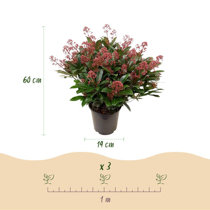 Skimmia Japonica Rubella - Bloem Rood - 40+ Bloemen - ↕60cm - Ø19cm - 2x