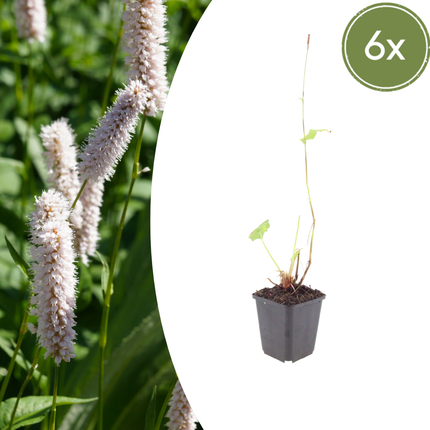 Persicaria bistorta 'Superba' - Adderwortel - ↕10-25cm - Ø9cm - 6x