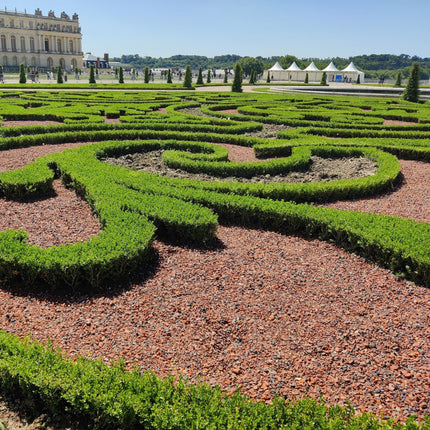 Buxus Haag - BetterBuxus Babylon Beauty - Resistant tegen de Buxus schimmel - 1 strekkende meter - ↕30-35cm - Ø13cm - 6x