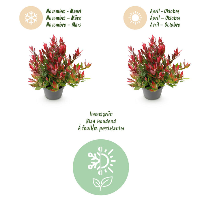 Leucothoe Little Flame - Rood - 1 Plant - Groenblijvend - Weinig Onderhoud - Pot 17cm Hoogte 40cm