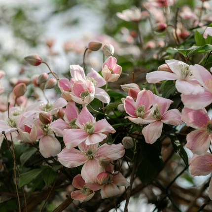 Clematis ‘Hagley Hybrid’ 6x – P9 pot – prachtige roze bloeiende klimplant