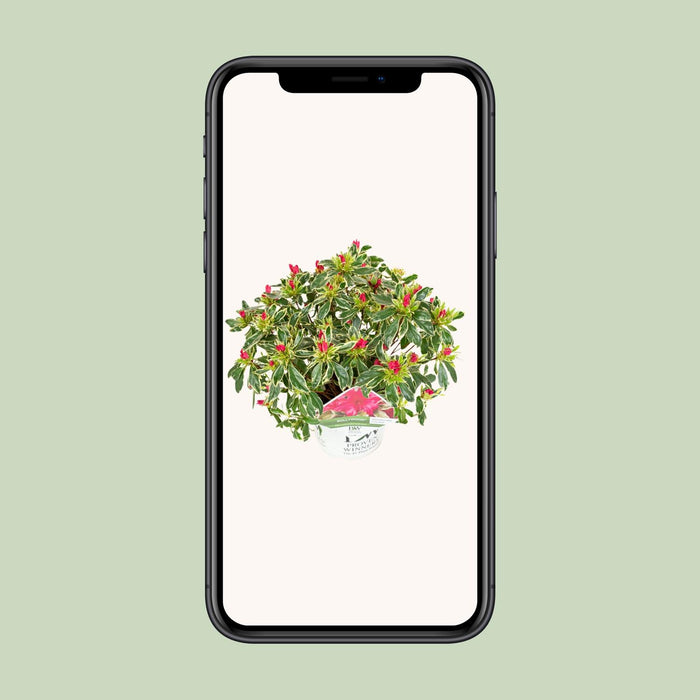 Rhododendron 'Bollywood' - Ø19cm - ↕30cm