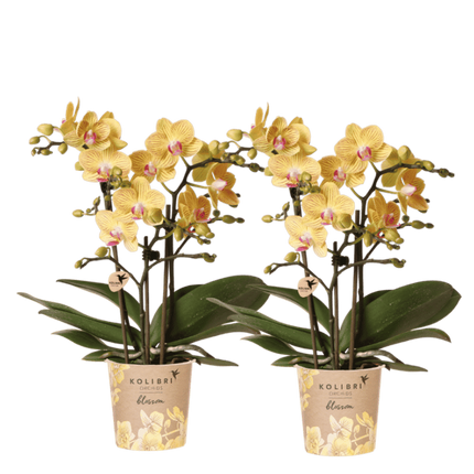 Kolibri Orchids | Combi Deal - 2 Gele Phalaenopsis Orchideeën Blossom Lima - Ø9 cm