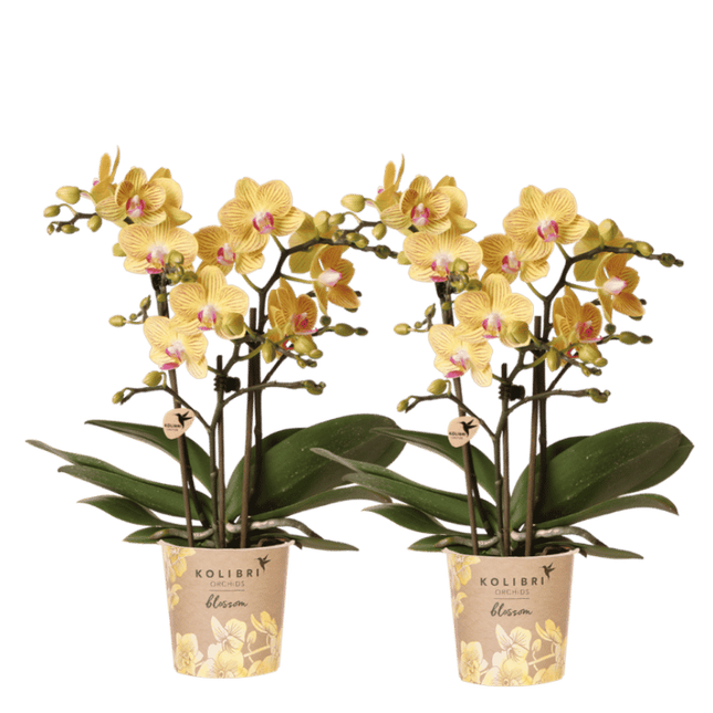Kolibri Orchids | Combi Deal - 2 Gele Phalaenopsis Orchideeën Blossom Lima - Ø9 cm