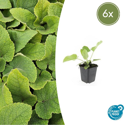 Phlomis Russeliana - Ildurt - ↕10-25cm - Ø9cm - 6x