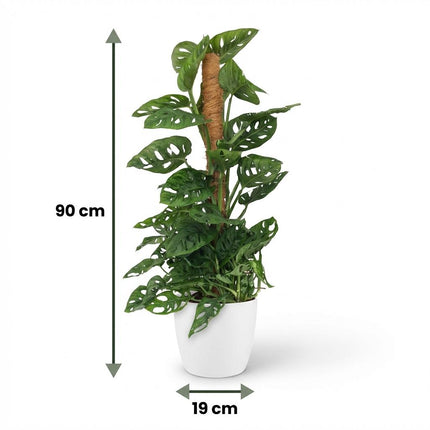 Monstera Andansonii Moss Pole - Monkey Mask - z białą doniczką - ↕90cm - Ø19cm