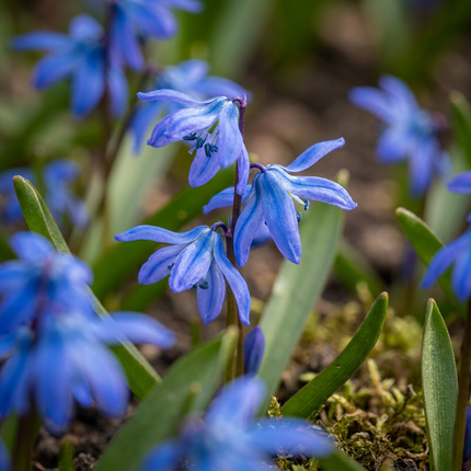 200x Scilla Siberica - Bloembollen - Siberische sterhyacint - Blauw - Verwilderingsbol - Bolmaat 7/8