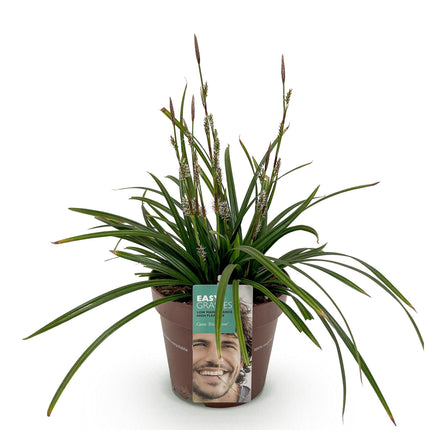 Carex morrowii Irish Green - Junco - Verde y amarillo - ↕50cm - Ø17cm