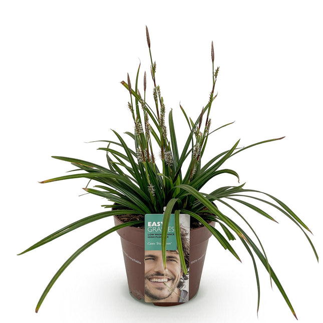 Carex morrowii Irish Green - Zegge - Groen & Geel - ↕50cm - Ø17cm