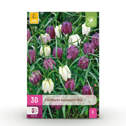 Bulbes de fritillaire (Fritillaria meleagris Mix) - Violet et blanc - 30 bulbes - Calibre 6/7 - Paquet XXL