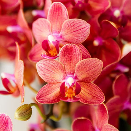 Kolibri Orchids | Plantenset Glow Rood - Rode Phalaenopsis Orchidee Blossom Congo & 2 Succulenten