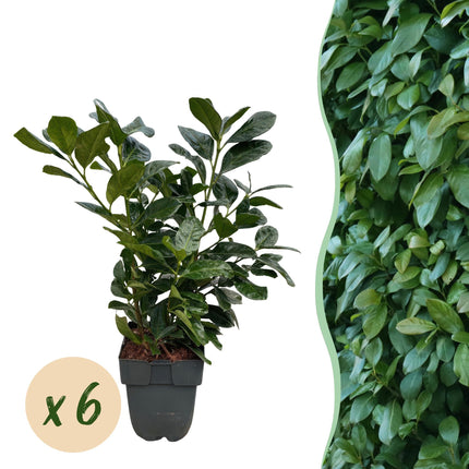 Prunus laurocerasus Etna - 1 linear meter - ↕50cm - Ø17cm - 6x