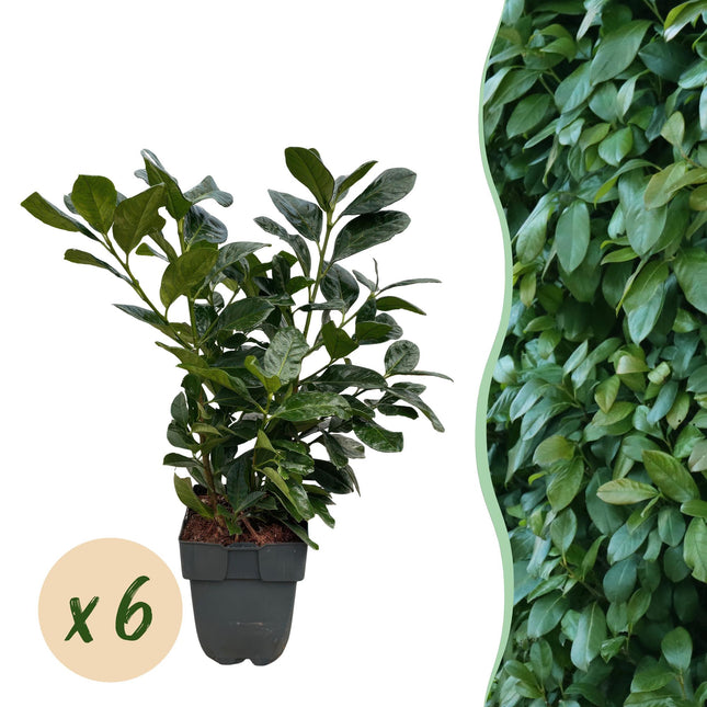 Laurbærblomst Etna - 1 løbende meter - ↕50cm - Ø17cm - 6x