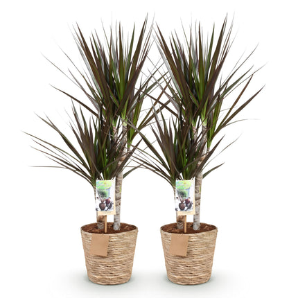 Dracaena Magenta - Arbre Dragon - avec panier - ↕70-80cm - Ø17cm - 2x