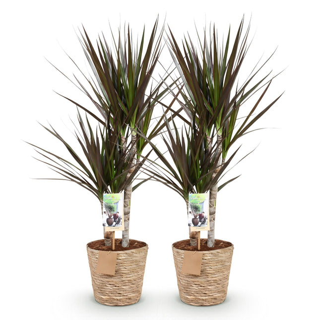 Dracaena Magenta – Drachenbaum – mit Korb – ↕70–80 cm – Ø17 cm – 2 Stück