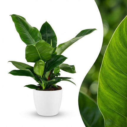 Philodendron Imperial Green - met witte pot - ↕65cm - Ø19cm