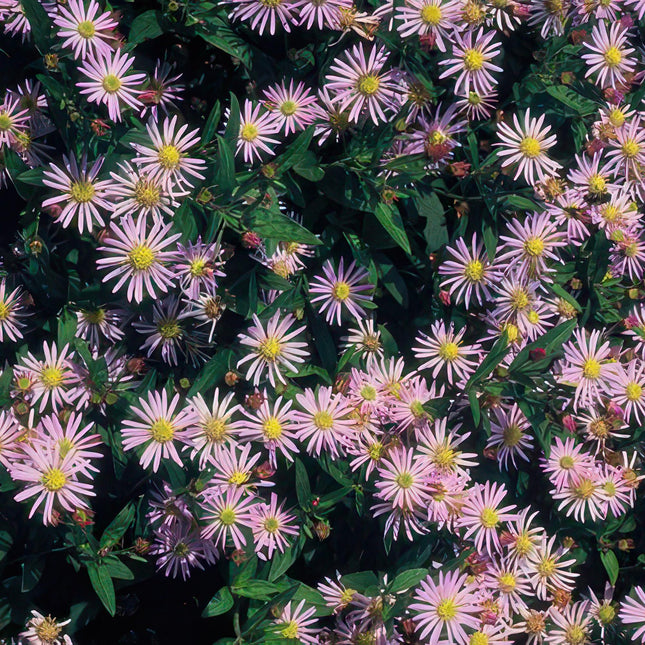 Aster ageratoides 'Asran' - ↕10-25cm - Ø9cm - 48x