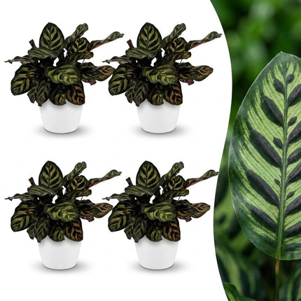Calathea Makoyana - Pauwenplant - met witte pot - ↕25cm - Ø12cm - 4x