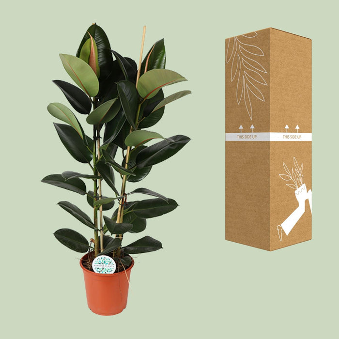 Ficus Elastica Robusta - ↕110cm - Ø24cm