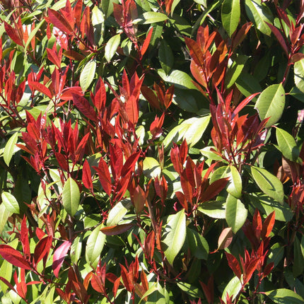 Photinia fraseri Carre Rouge – Stängelpflanze – Grün-rote Blätter – Topf 19 cm, Höhe 90 cm
