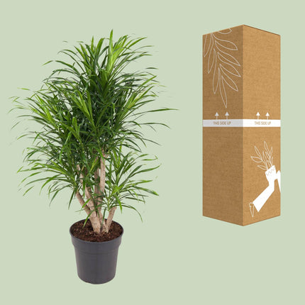 Dracaena Anita - Pianta del drago - ↕100cm - Ø24cm