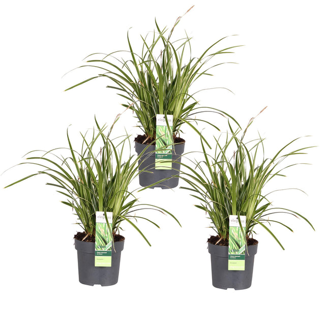 Carex morrowii 'Ice Dance' - Zegge - ↕30cm - Ø14cm - 3x