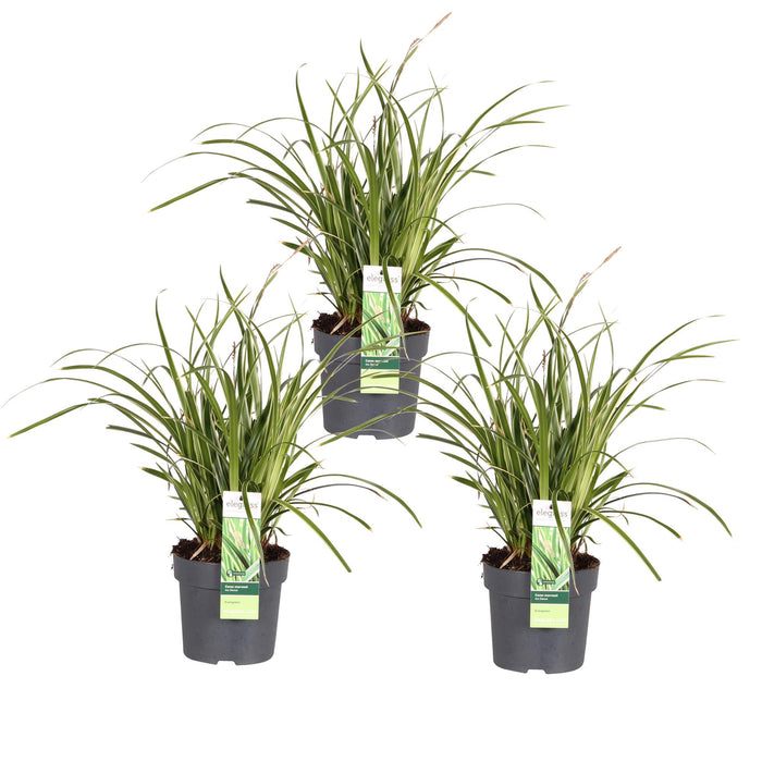 Carex morrowii 'Ice Dance' - ↨30cm - Ø14 - 3x