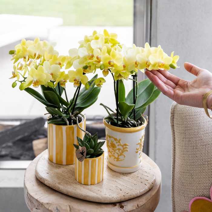 Gele orchidee Albenga + Malaga sierpot geel - potmaat Ø9cm | bloeiende kamerplant
