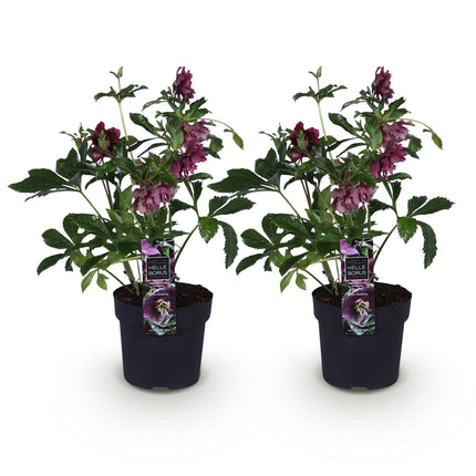Rosa de primavera - Helleborus orientalis Double Ellen Red - Flor roja - ↕35cm - Ø14cm - 2x