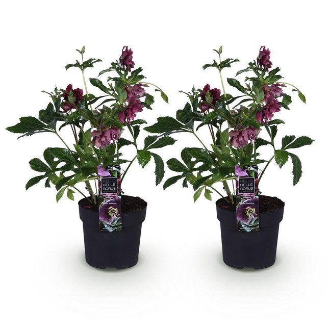Forårsrose - Helleborus orientalis Dobbelt Ellen Rød - Rød Blomst - ↕35cm - Ø14cm - 2x