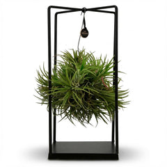 Collection image for: Tillandsia