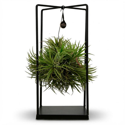Tillandsia Air Plant in Decor - ↕37cm - Ø14cm
