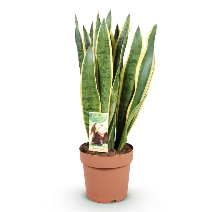 Sansevieria Laurentii - Vrouwentong - ↕70-80cm - Ø21cm
