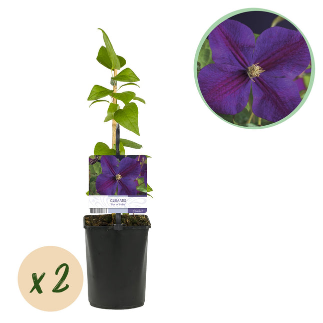 Clematis Star of India - Clematis - Lyserød blomst - ↕40cm - Ø11cm - 2x