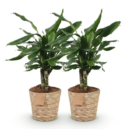 Dracaena fragrans Steudneri - Dragetræ - med kurv - ↕50-55cm - Ø17cm - 2x
