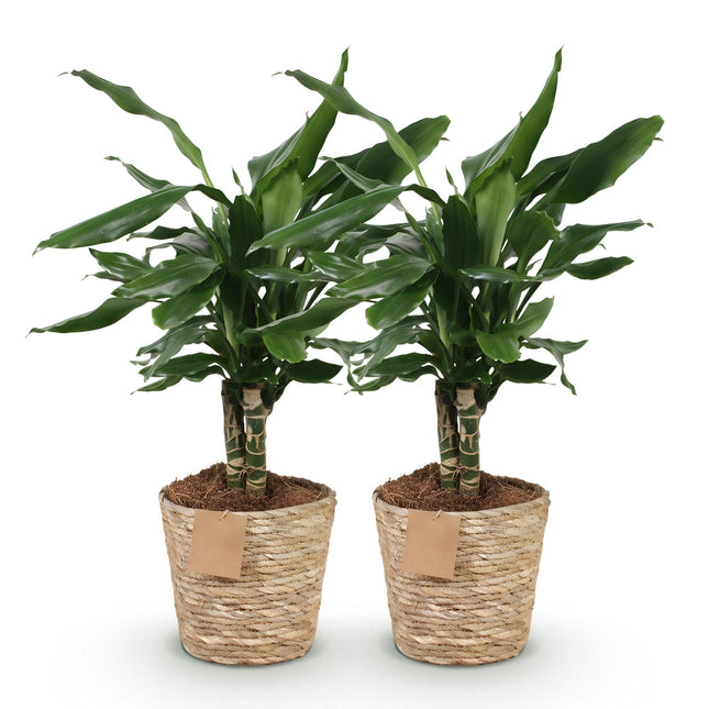 Dracaena fragrans Steudneri – Drachenbaum – mit Korb – ↕50–55 cm – Ø17 cm – 2 Stück