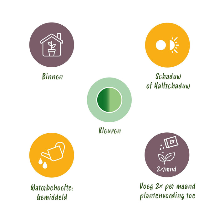 Dieffenbachia Camilla - ↕45-50cm - Ø17cm