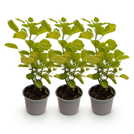 Cotinus coggygria Golden Spirit - Smoke Tree - Yellow - ↕35cm - Ø12cm - 3x