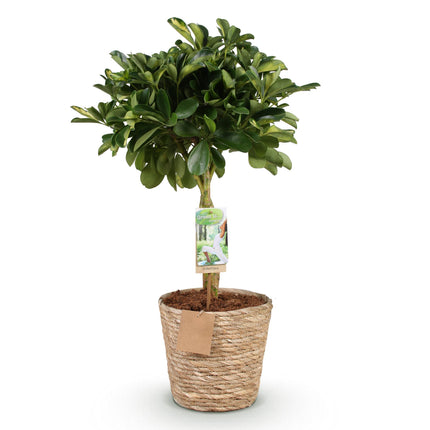 Schefflera Gold Capelle - Fingertræ - med guldkurv - ↕70-80cm - Ø21cm