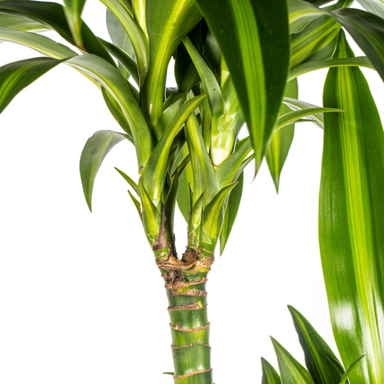 Dracaena Deremensis Hawaiian Sunshine mit Korb – ↕130-150cm – Ø24cm