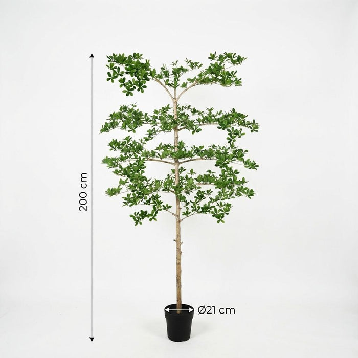 Kunstplant Bucida - ↕200cm
