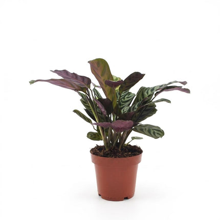 Ctenanthe Burle Marxii - Visgraatplant - Pot 12cm - Hoogte - 30cm