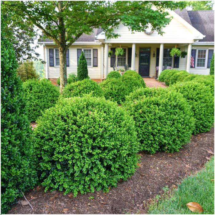 Buxus NewGen Freedom – 4x6 Pack - Winterharde Groenblijvende Struiken 24 x Ø7cm - ↕15cm - Compacte Buxus
