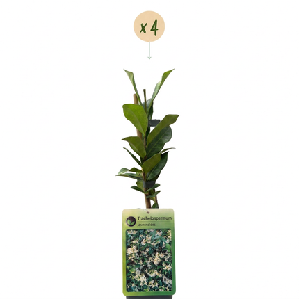 Trachelospermum jasminoides - Sterjasmijn 4x - Wit - Klimplant - Ø9cm - ↕35cm