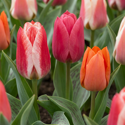 30x Tulipa Greigii mix - Bloembollen - Greigii-tulp mix - Diversen - Voorjaarsbloeier - Bolmaat 11/12